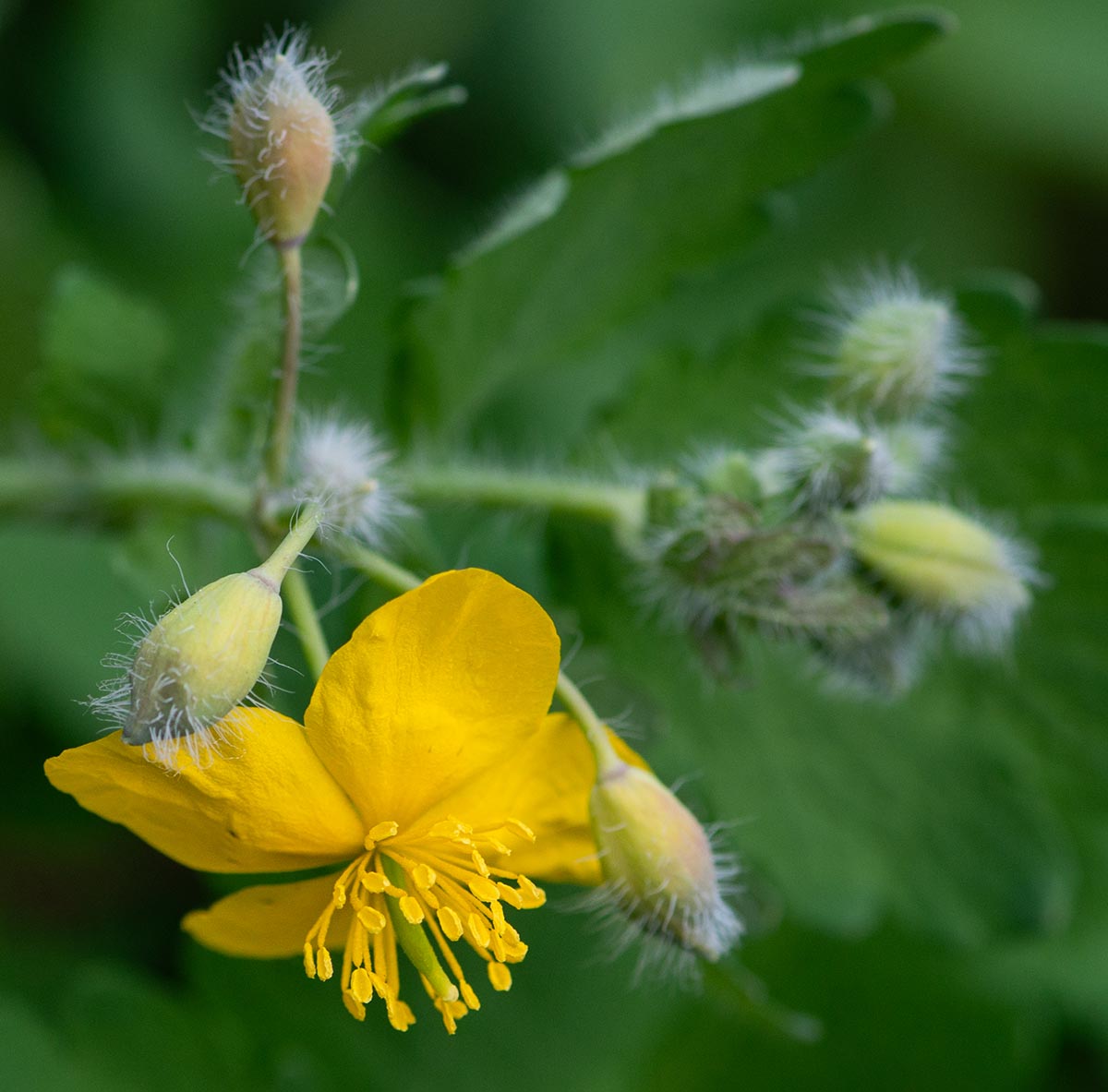 Bl&uuml;te und Knospen